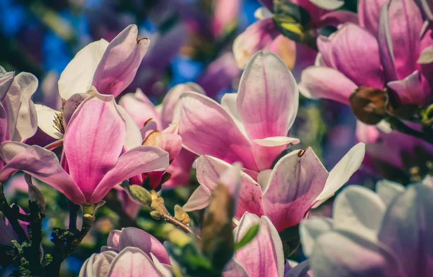 A Guide On How To Grow Magnolia From Seed - Top Lifestyle Tricks